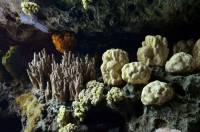 Eponges et corail